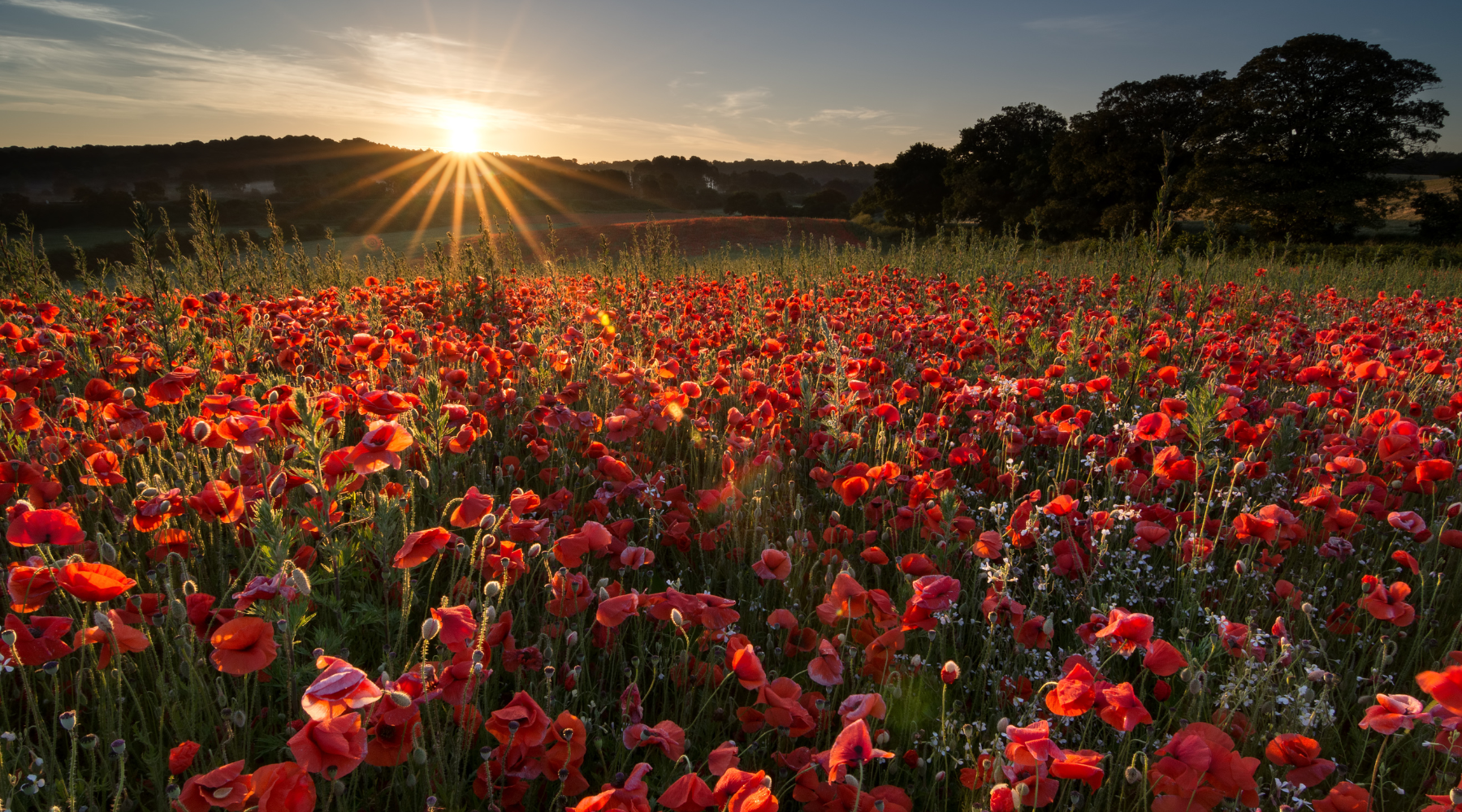 Solstice Celebrations: Embracing the Energy of the Longest Day